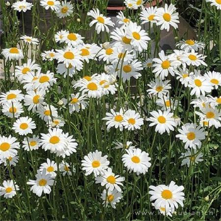 小清新朋友圈背景图片|你与星河皆可收藏