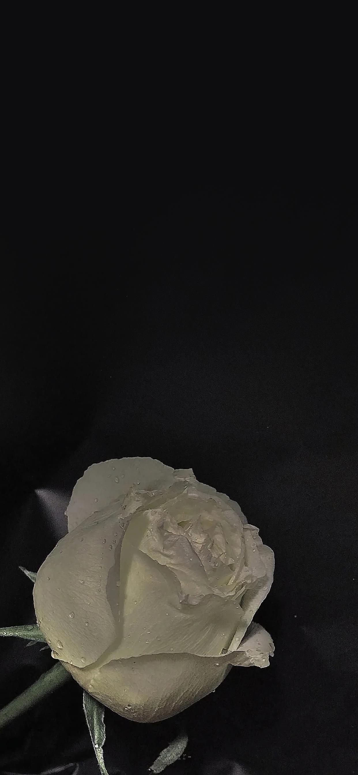 2021最新手机壁纸高清图片|黑暗中的唯美意境