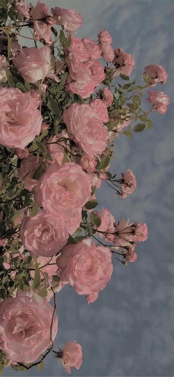 盛放灿烂的花朵唯美好看手机壁纸图片