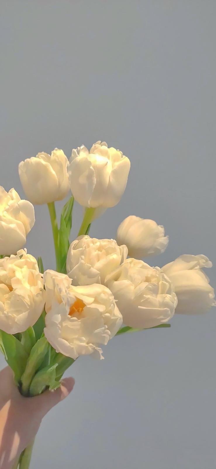 唯美好看的聊天背景图片|生活要有点花的点缀