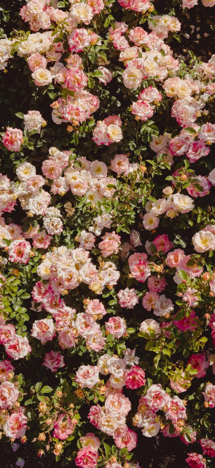 唯美好看的聊天背景图片|生活要有点花的点缀