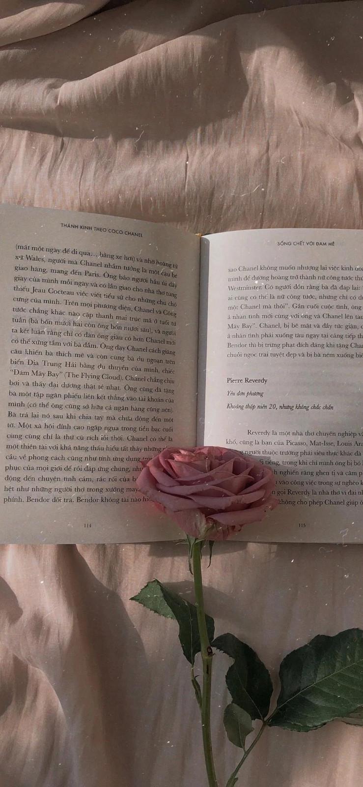 聊天背景图片壁纸高清唯美|希望你的九月有鲜花和浪漫