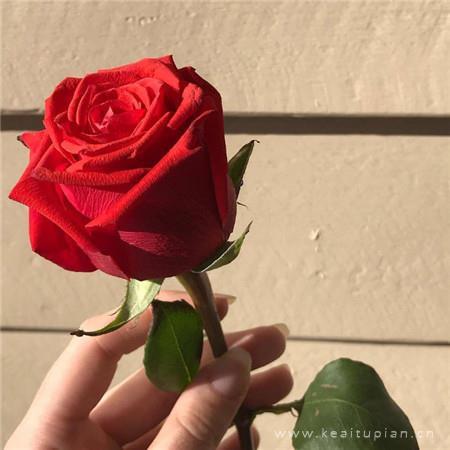 2021浪漫好看的红色玫瑰花背景图片