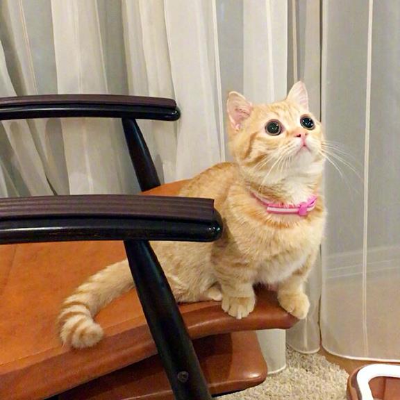 超萌小橘猫图片大全丨很久不见面的话，会忘了我吗