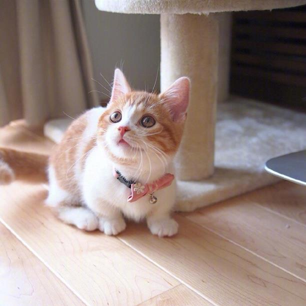 超萌小橘猫图片大全丨很久不见面的话，会忘了我吗