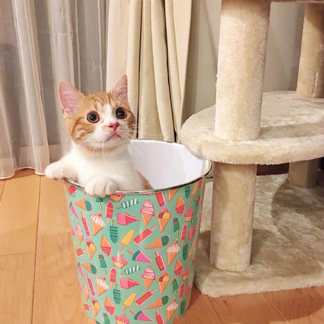 超萌小橘猫图片大全丨很久不见面的话，会忘了我吗