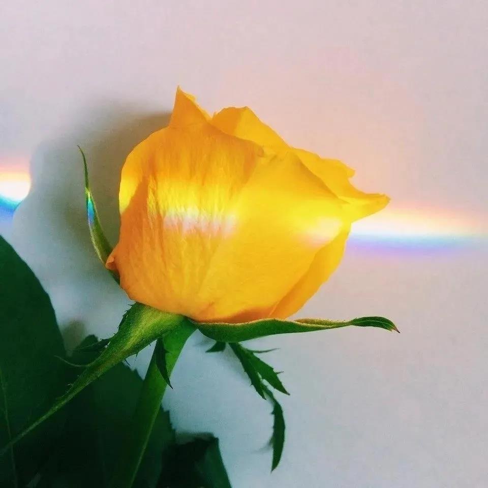 好看壁纸图片唯美|捧一束花给生活一点浪漫