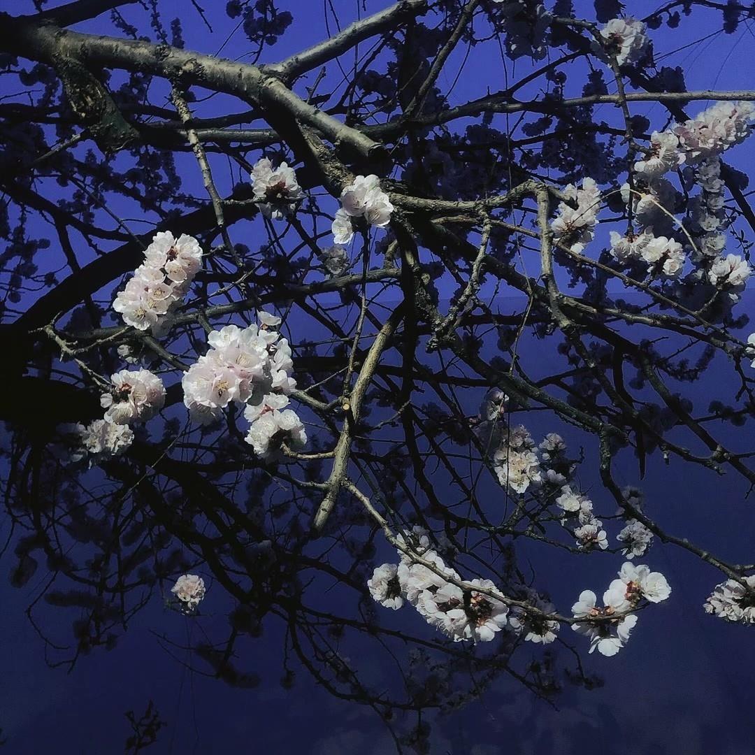 蓝色背景图片|有意境的夜晚风景