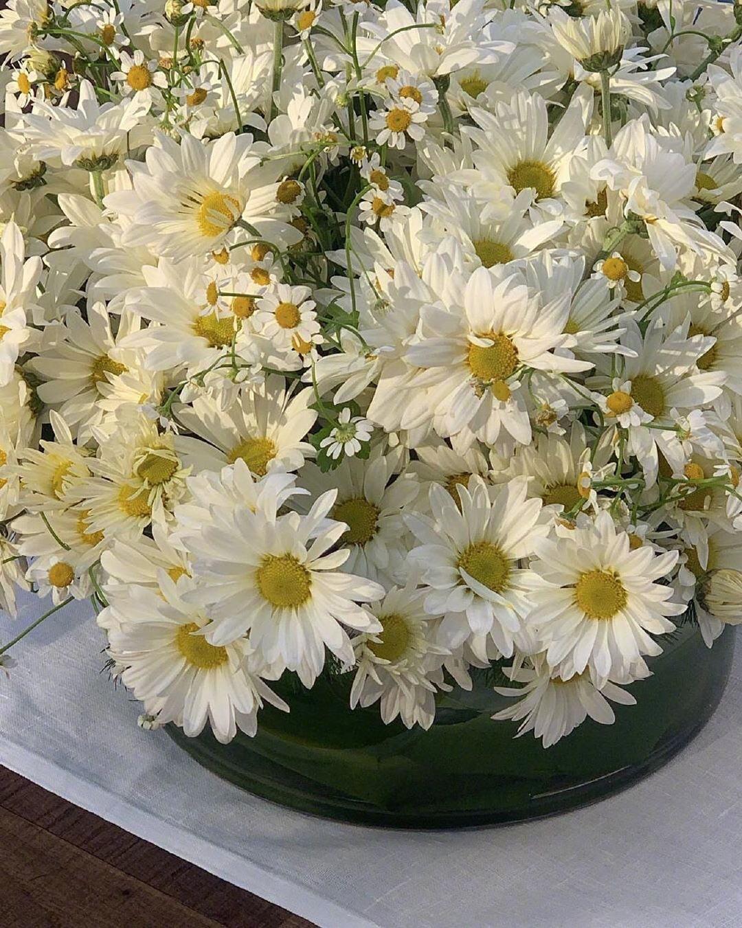 一看就舒心的图片|抱一束花路过浪漫