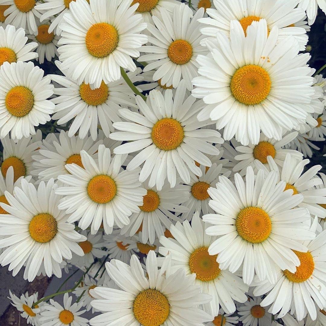 小清新风的代表花卉-雏菊背景图片