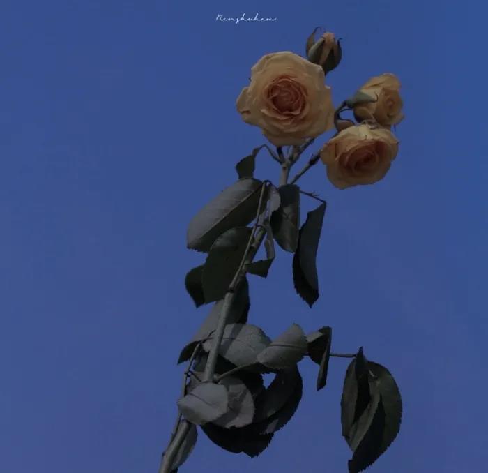 蓝色背景图图片唯美|置身蓝色浪漫里的花卉