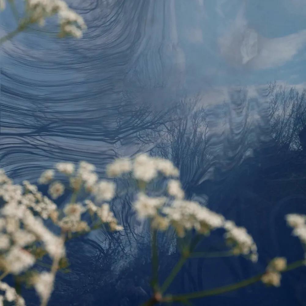 蓝色背景图图片唯美|置身蓝色浪漫里的花卉