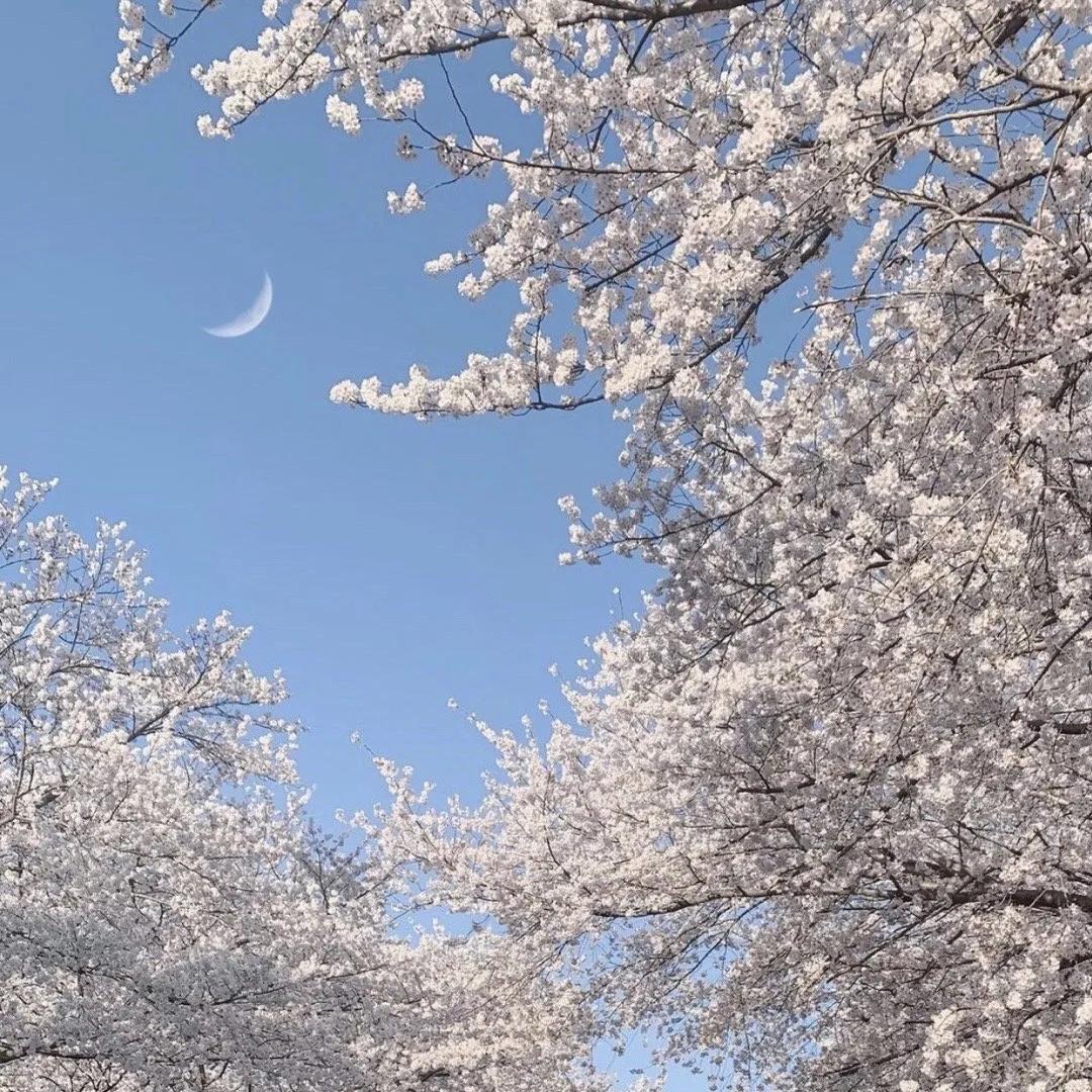 蓝色背景图图片唯美|置身蓝色浪漫里的花卉