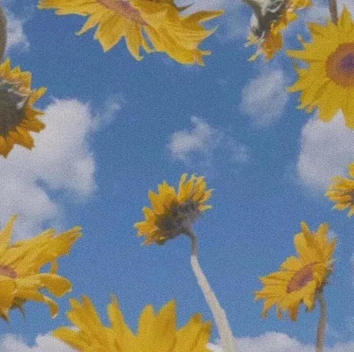 美丽风景图|向往天空的花朵唯美好看图片