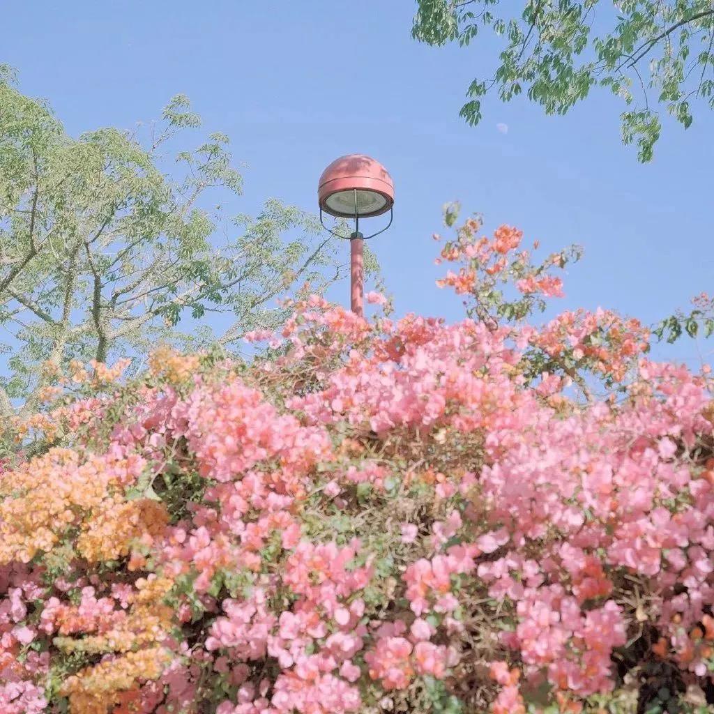 唯美微信头像图片|温柔甜美的粉色花卉