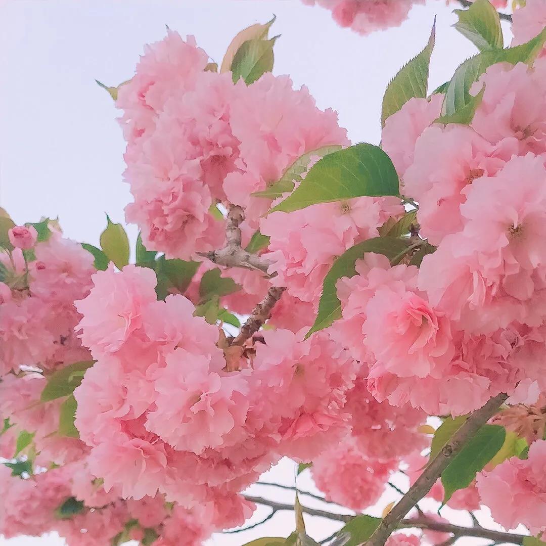 唯美微信头像图片|温柔甜美的粉色花卉