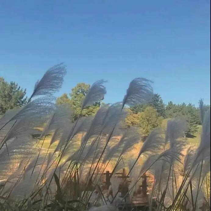 唯美背景图片合集|夏至的晚风会不会温柔一点