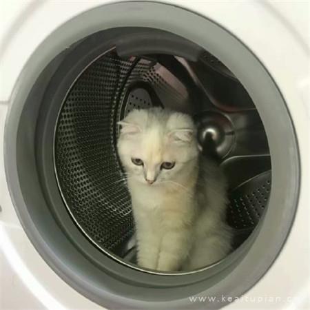 2021年最新热门可爱的小猫咪唯美图片