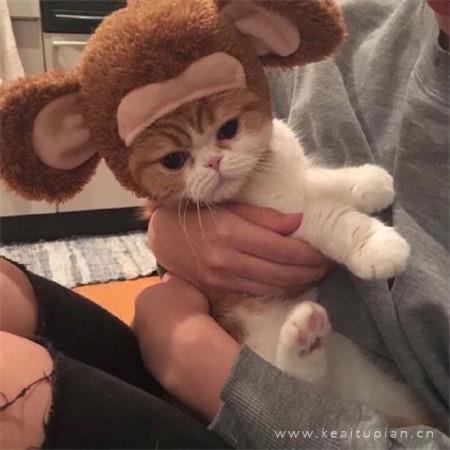 2021年最新热门可爱的小猫咪唯美图片