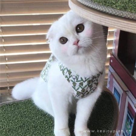 2021年最新热门可爱的小猫咪唯美图片