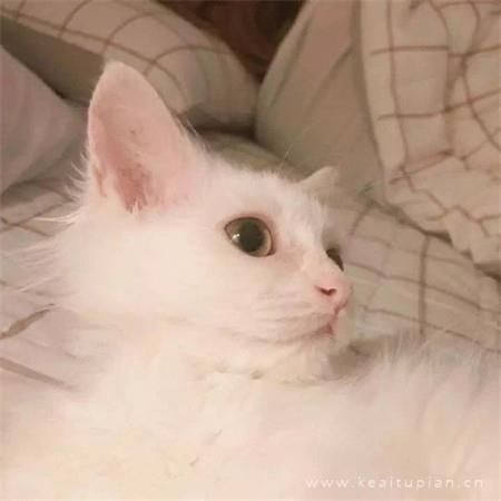 小仙女专属超萌超可爱的朋友圈背景图图片