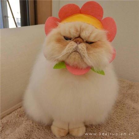 唯美好看的微信小清新卡通头像图片大全