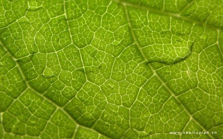 清新优美的绿色植物电脑桌面主题壁纸图片