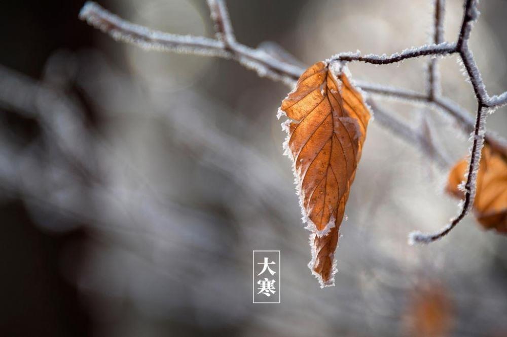 经典24节气大寒冬日雪景意境雪花落在树叶上高清图图片