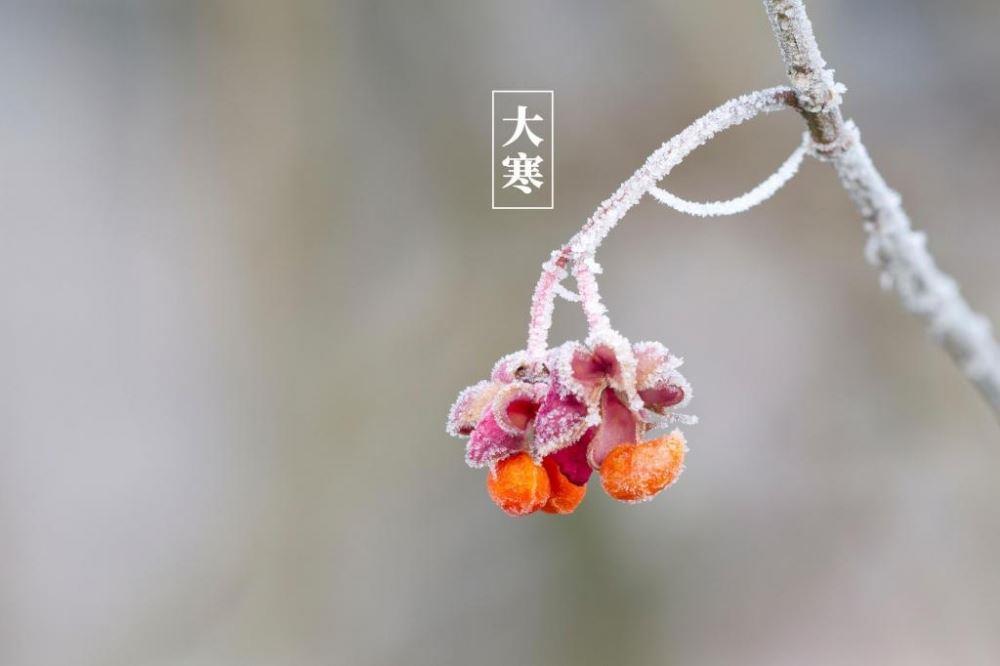 经典24节气大寒冬日雪景意境雪花落在树叶上高清图图片