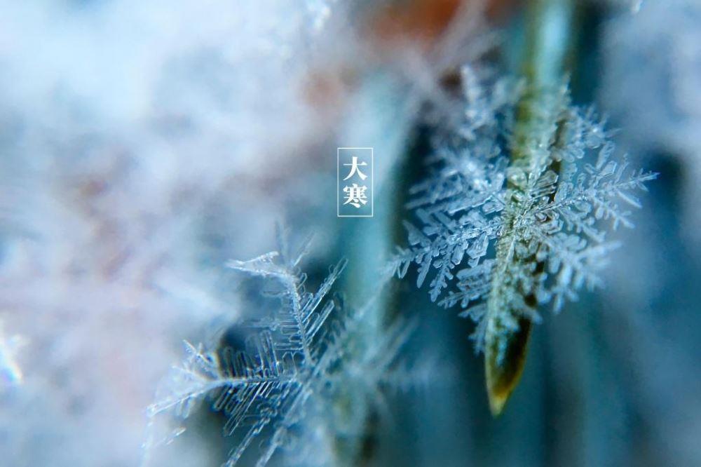 经典24节气大寒冬日雪景意境雪花落在树叶上高清图图片