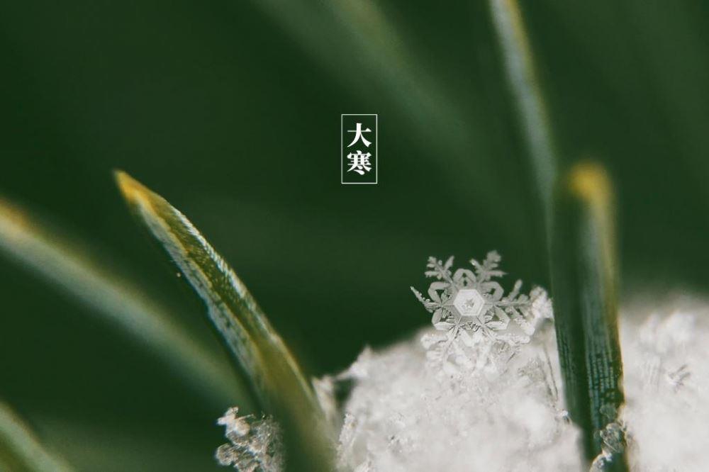 经典24节气大寒冬日雪景意境雪花落在树叶上高清图图片