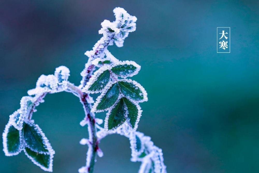 经典24节气大寒冬日雪景意境雪花落在树叶上高清图图片