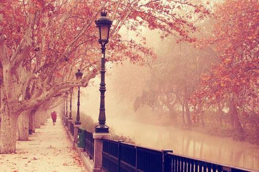 道路两旁的蓝花楹树绽放的唯美风景图片