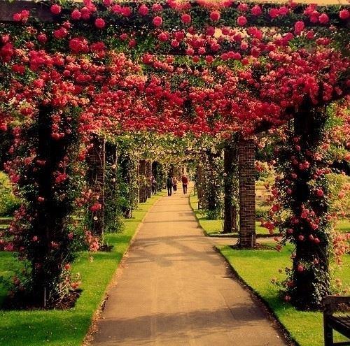 道路两旁的蓝花楹树绽放的唯美风景图片