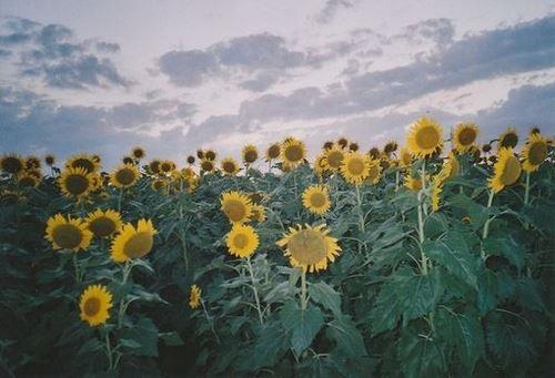精选海边窗前阳光向日葵风景唯美高清图片