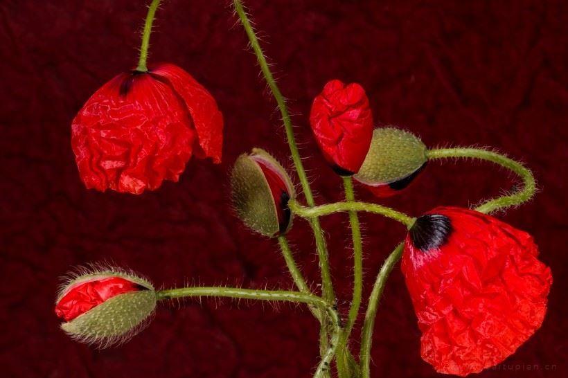 唯美好看的红色罂粟花高清图片
