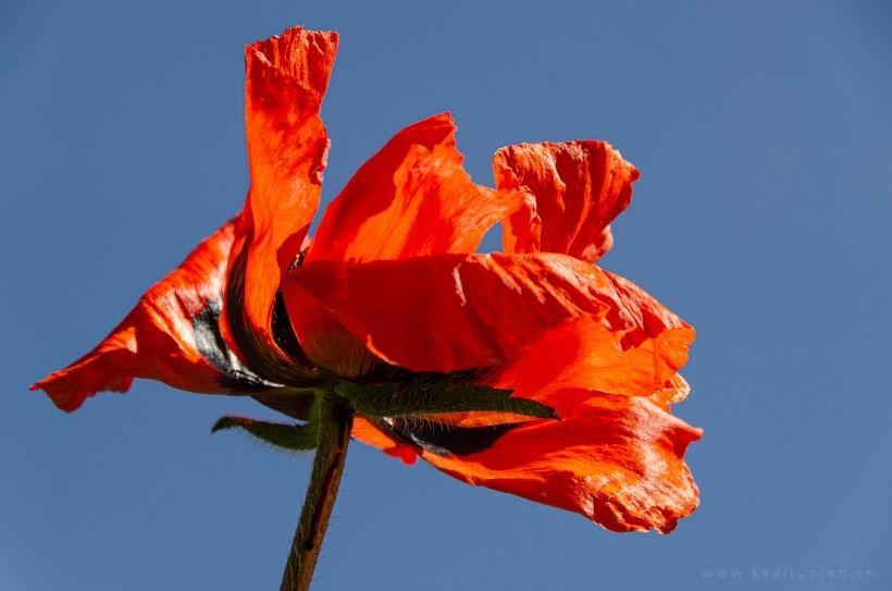 唯美好看的红色罂粟花高清图片