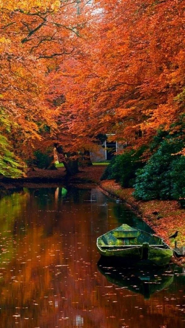 秋风落叶的金红色森林唯美意境风景图片