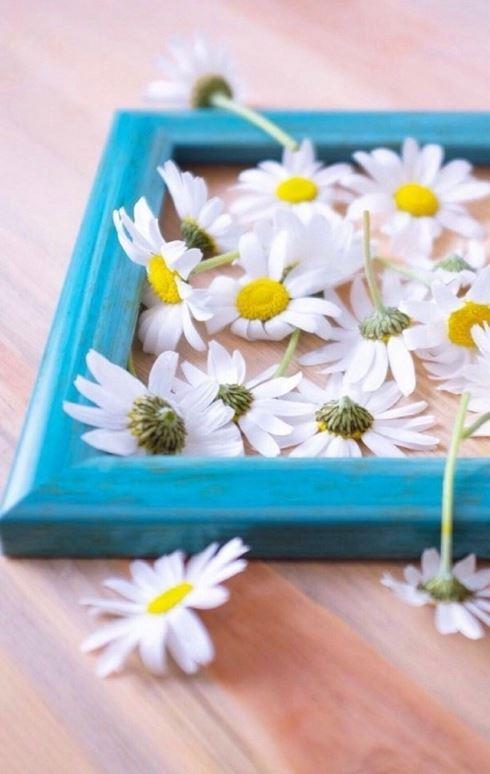 ins受欢迎的白色小雏菊清新系列图片