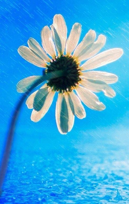 ins受欢迎的白色小雏菊清新系列图片