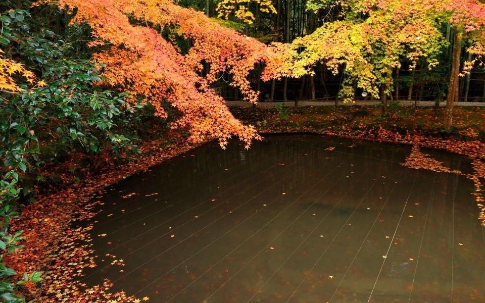 唯美的金色秋天落叶风景图片