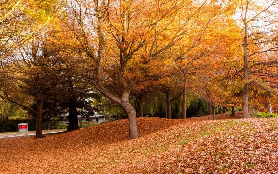 秋天金黄色的落叶唯美风景壁纸