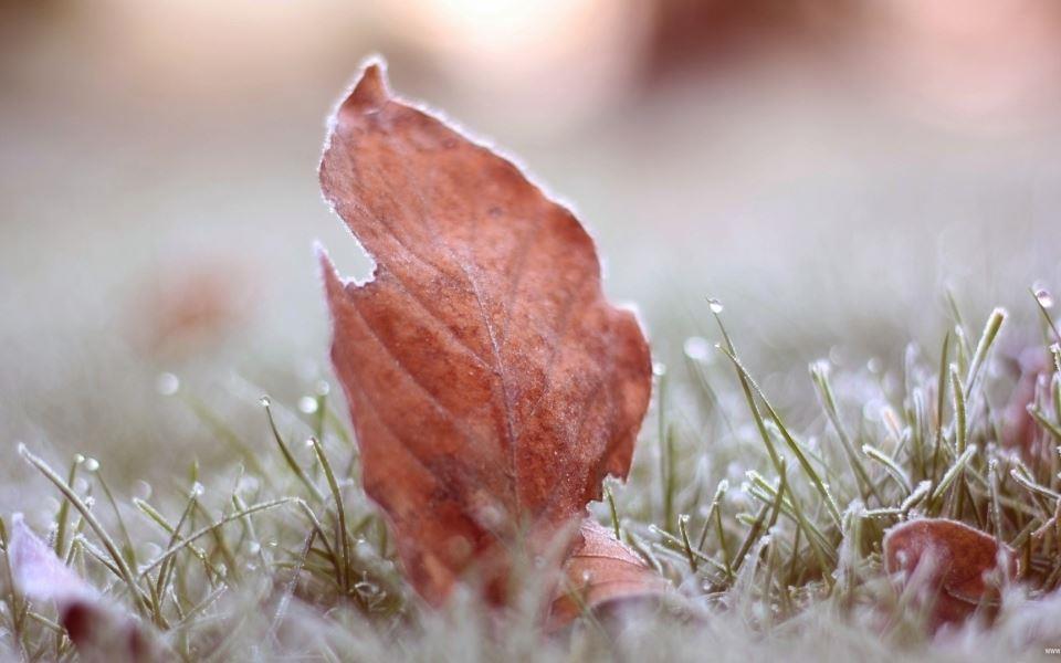 秋天金黄色的落叶唯美风景壁纸