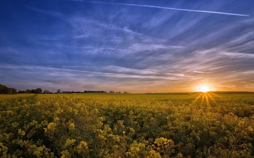 田园风光油菜花花海唯美风景图片大全