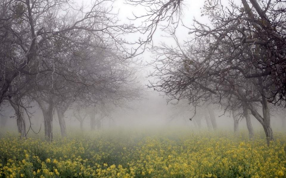 田园风光油菜花花海唯美风景图片大全