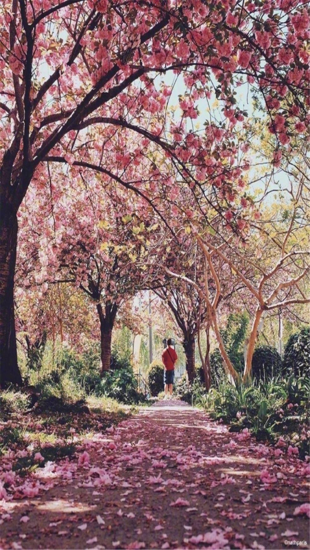 埃菲尔铁塔的樱花树下唯美风景图片