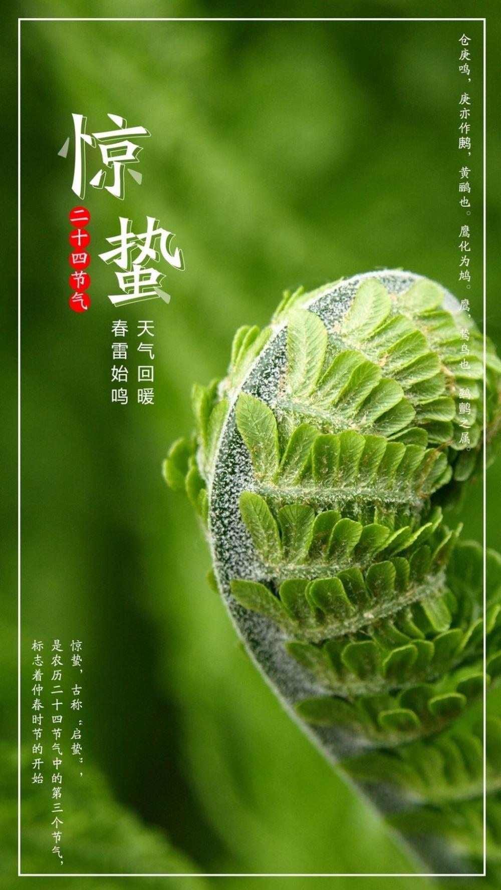 中国经典传统的惊蛰节气文字意境图图片