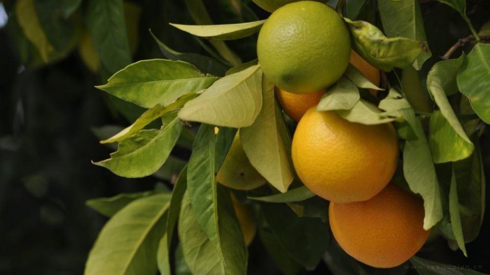 好看的橘子果树唯美风景壁纸图片