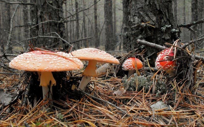 鲜艳的野生红蘑菇唯美高清图片壁纸大全