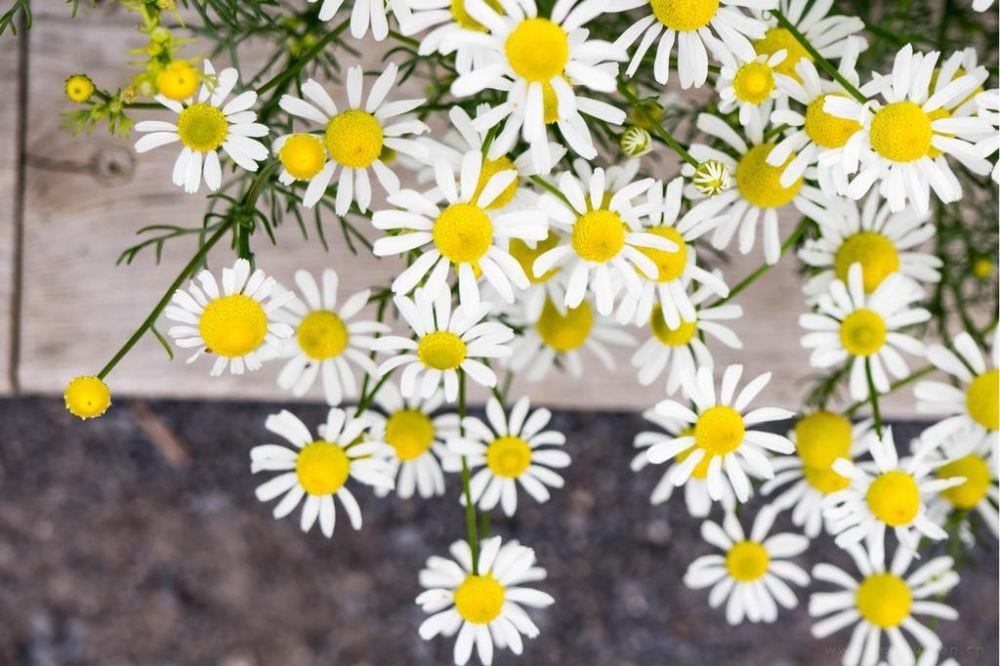 阳光下清新好看的小邹菊意境唯美高清图片